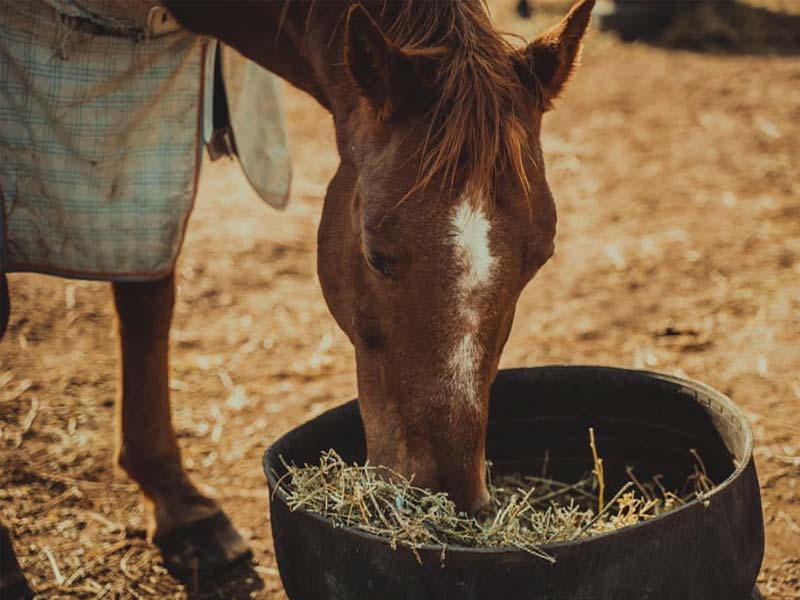 CoobyViewHorseFeeding